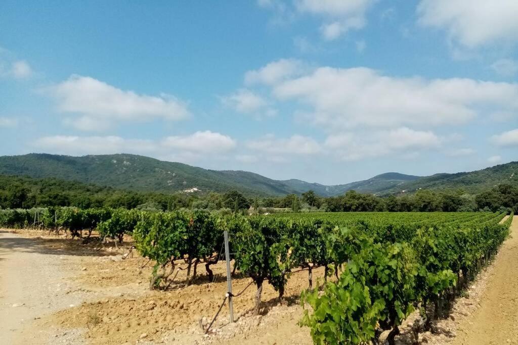 Charmant appartement T2 au coeur des vignes Cogolin Extérieur photo